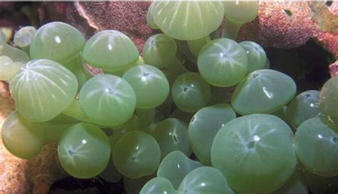 林秀俊 海葡萄 種植